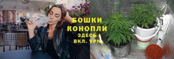 шишки Верея